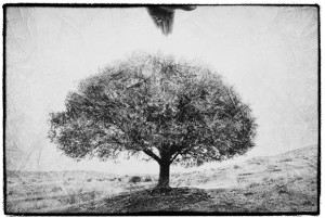 Ballarat Foto Biennale Back for Festival Number Five  